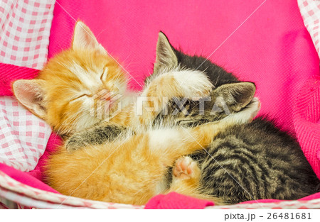 Not purebred kittens sleeping together 26481681