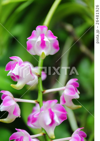 エリデス・ロレンセアエの花 エリデス・ロレンセアエの花 26481926