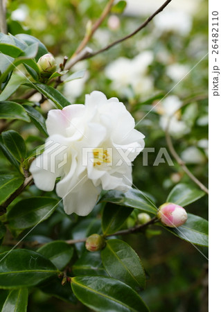 山茶花 山茶花 26482110