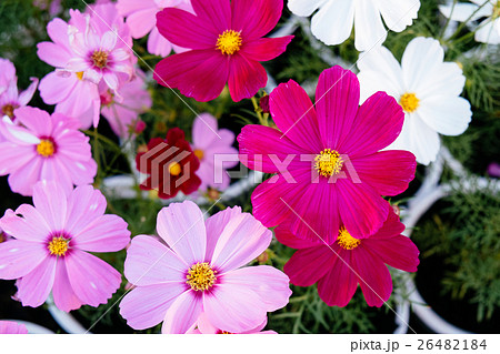 Portulaca flowers at the garden in afternoon 26482184