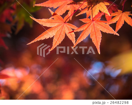 鮮やかな紅葉 26482298