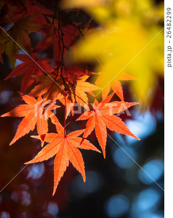 鮮やかな紅葉 鮮やかな紅葉 26482299