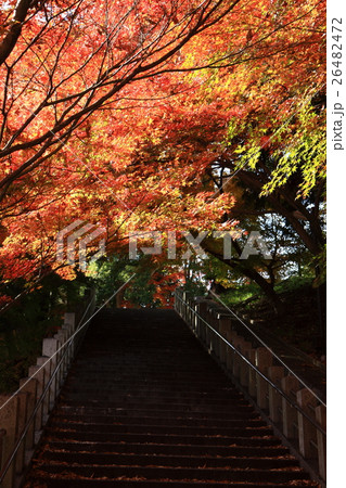 多井畑厄除八幡宮の紅葉 多井畑厄除八幡宮の紅葉 26482472