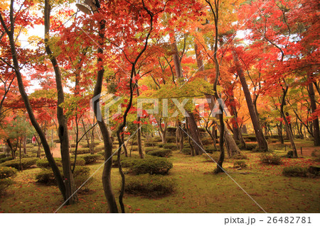 松雲山荘の紅葉 26482781