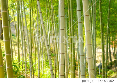秋の竹林１ 26483362