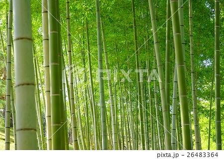 秋の竹林５ 26483364