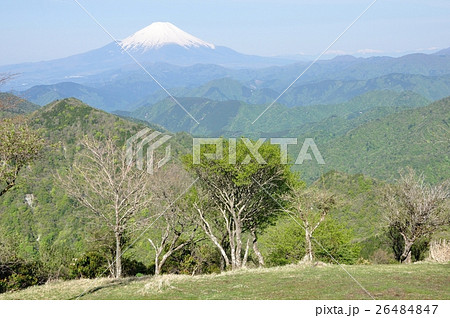 春の鍋割山より富士山 26484847
