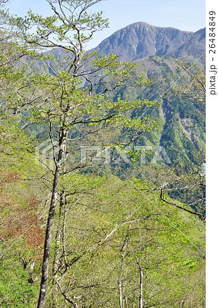 芽吹いたブナと蛭ヶ岳 芽吹いたブナと蛭ヶ岳 26484849