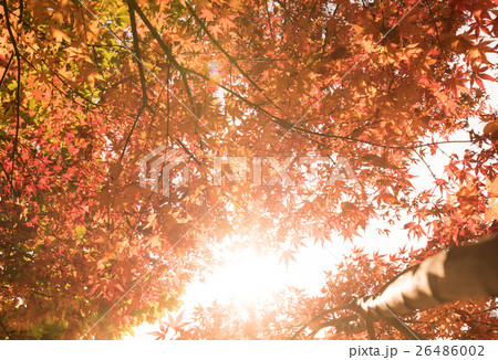 もみじ もみじ 26486002