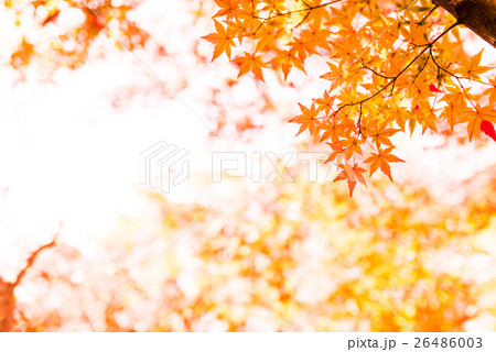 もみじ もみじ 26486003