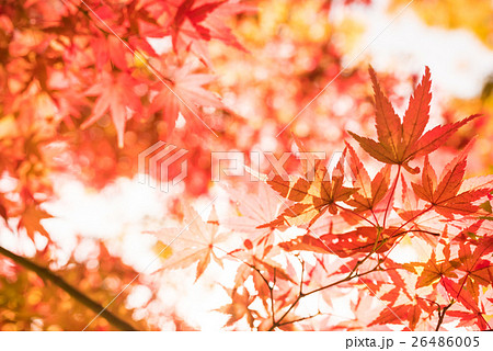 もみじ もみじ 26486005