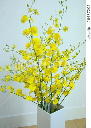 オンシジューム 26487205