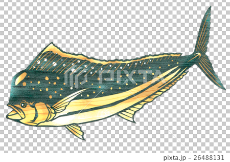 Fish illustration 26488131