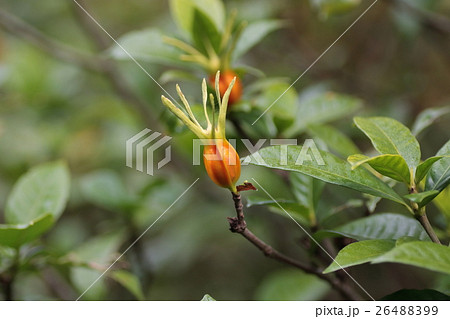 クチナシの実 クチナシの実 26488399