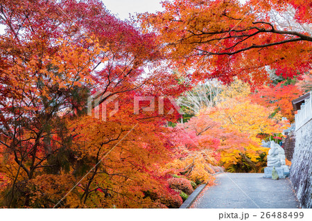 永源寺の紅葉 26488499