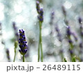 ラベンダー 26489115