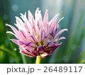 チャイブの花 26489117