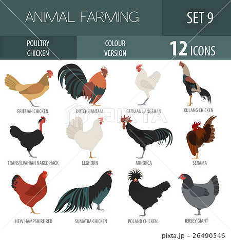 Poultry farming. Chicken breeds icon set. 26490546