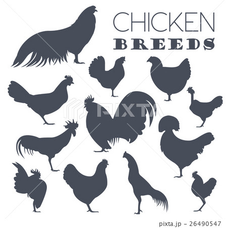 Poultry farming. Chicken breeds icon set 26490547