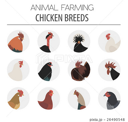 Poultry farming. Chicken breeds icon set. 26490548