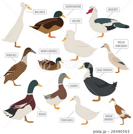Poultry farming. Duck breeds icon set. Flat design 26490563