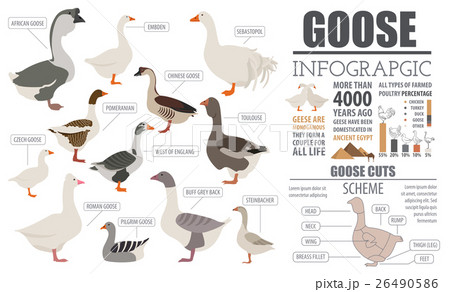 Poultry farming infographic template. Goose breed Poultry farming infographic template. Goose breed 26490586