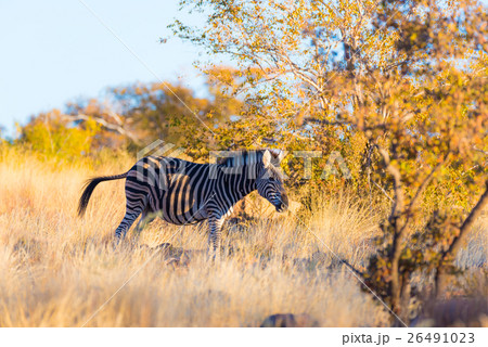 Olifants river, scenic and colorful landscape 26491023