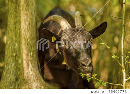 Domestic goat eating leaves Domestic goat eating leaves 26492778