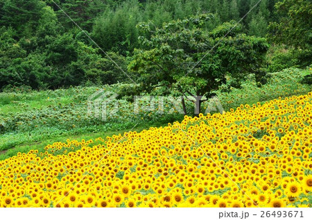 三ノ倉高原ひまわり畑 福島県 の写真素材