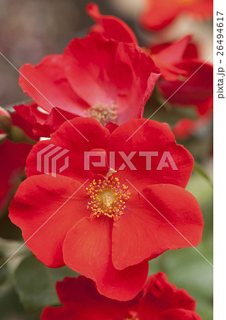 赤いバラの花 26494617