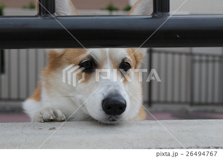 何かを見つめるコーギー 26494767