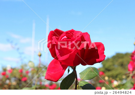 クリスチャンディオール 26494824