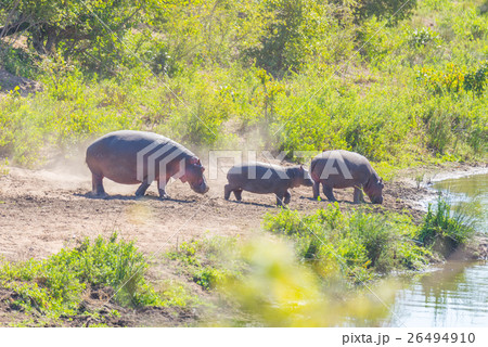 Hippos on riverbank in the Kruger National Park 26494910