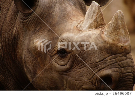 重厚感のあるサイ 重厚感のあるサイ 26496007