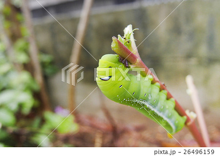 キョウチクトウスズメの幼虫 26496159