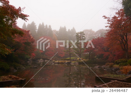 霧の日本庭園の紅葉 霧の日本庭園の紅葉 26496487