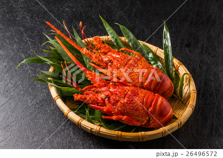 伊勢海老　 Japanese high quality lobster 26496572