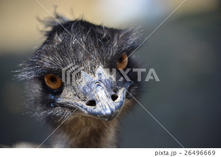 エミュー 26496669