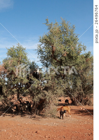Argan and goats in Morocco. アルガンとヤギ in モロッコ 26496764