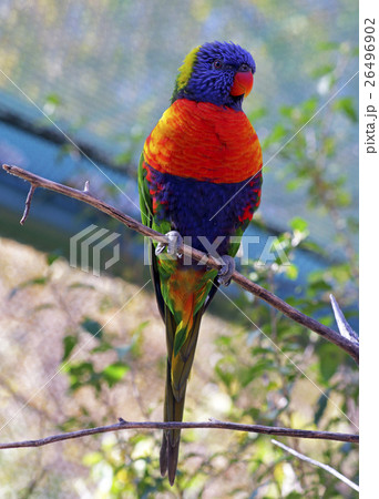 Parrot On Branch Parrot On Branch 26496902