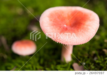 ニオイコベニタケ 26497097