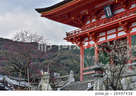 清水寺　仁王門（赤門）紅梅・白梅 26497438