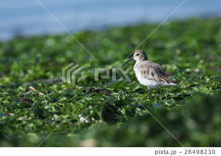 ハマシギ(浜鷸) ハマシギ(浜鷸) 26498230