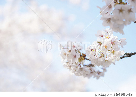 ふんわりさくらのアップイメージ 26499048