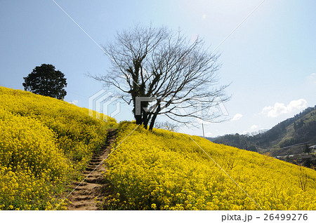 伊予市の菜の花、さわやかに 26499276