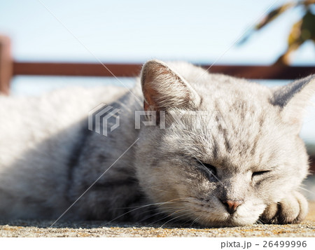 昼寝する猫 26499996