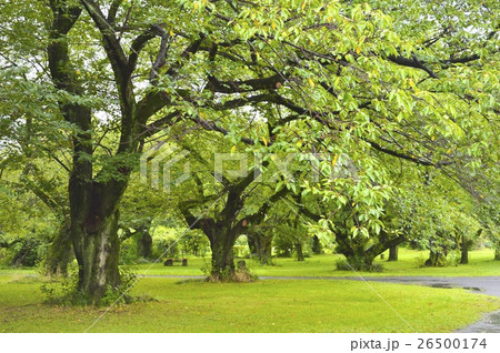 小石川植物園　 26500174