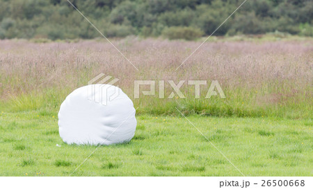 Grass silage - Selective focus Grass silage - Selective focus 26500668