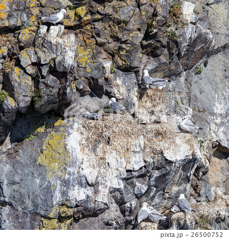 Black-legged kittiwake Black-legged kittiwake 26500752