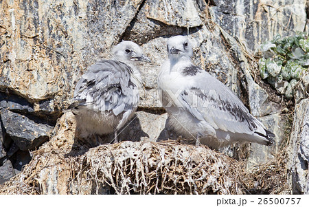 Black-legged kittiwake Black-legged kittiwake 26500757